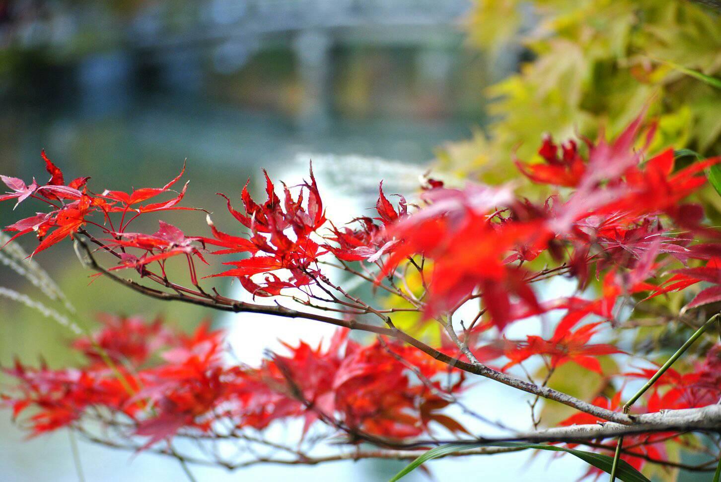 永観堂と赤い紅葉の写真