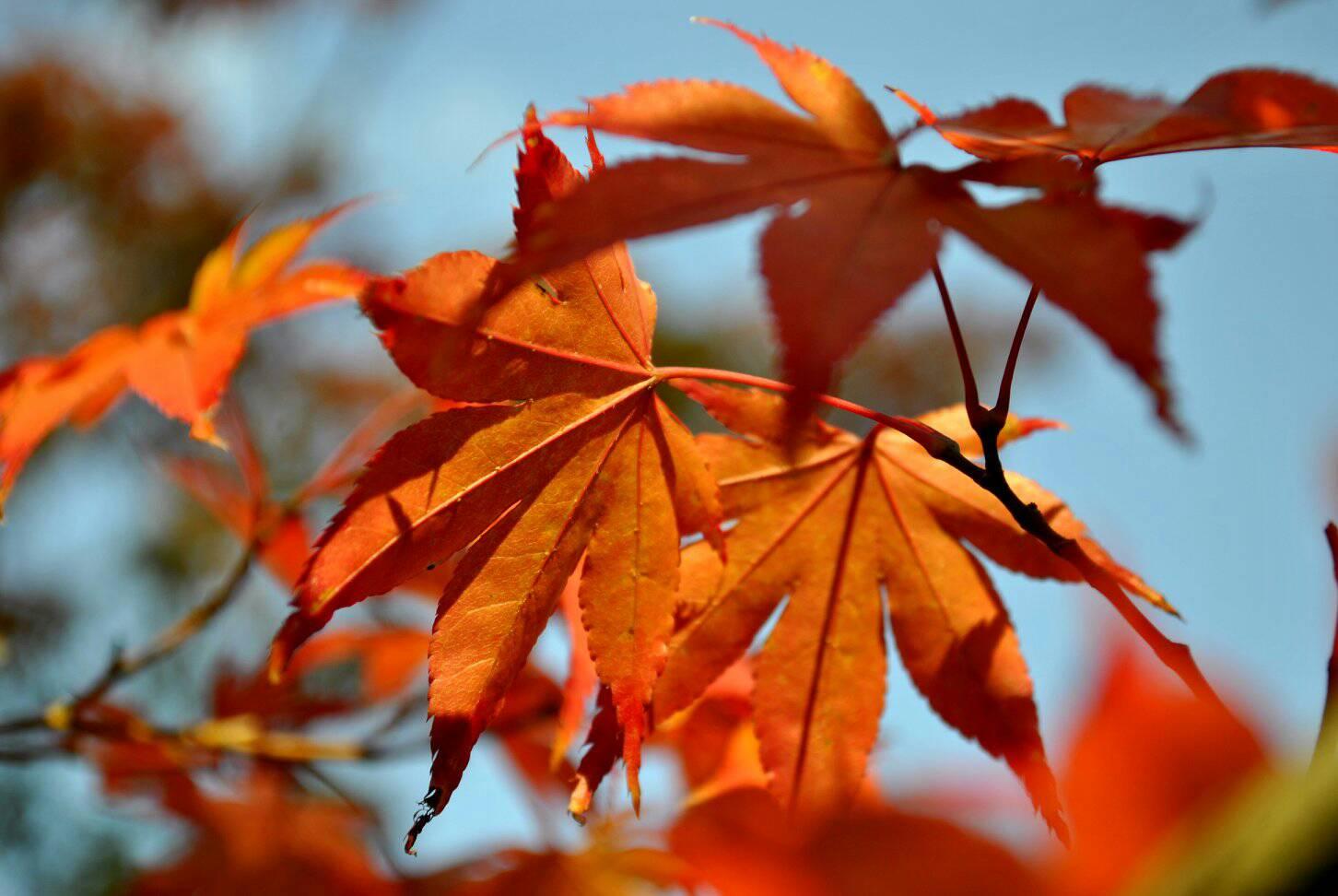 紅葉の写真