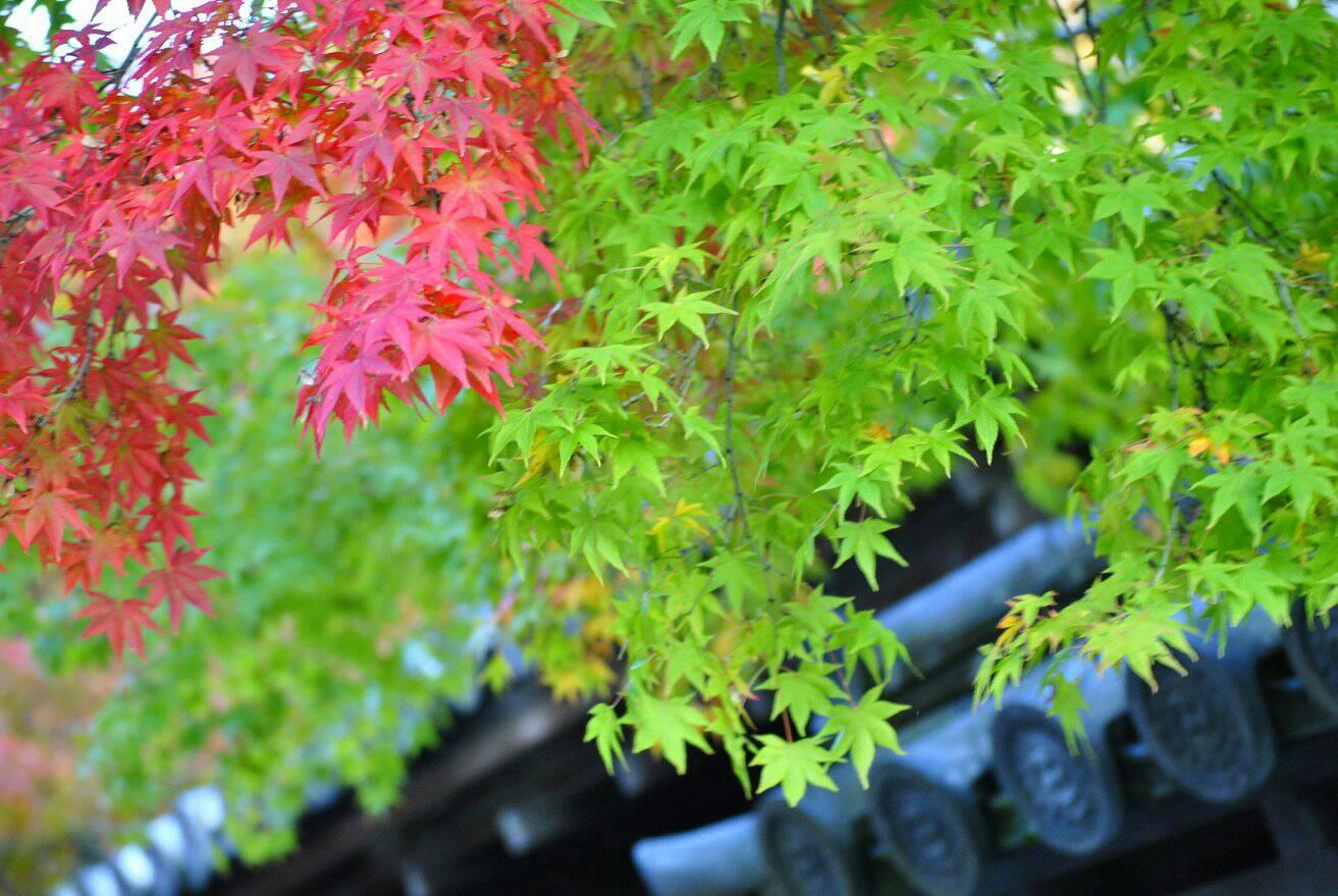 永観堂と南禅寺の紅葉の写真