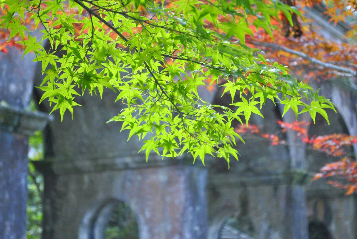 南禅寺の水路閣と紅葉の写真