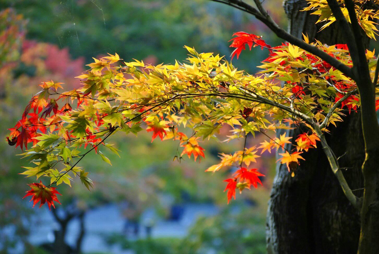 紅葉の写真