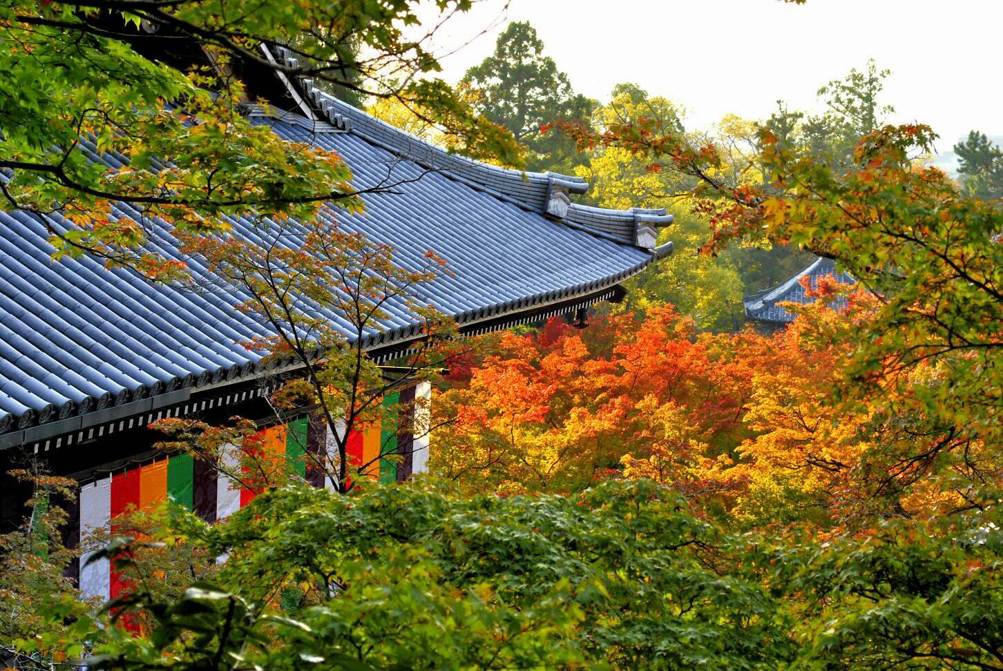 紅葉の永観堂の写真
