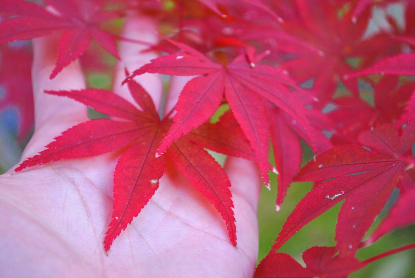 手のひらと紅葉の写真