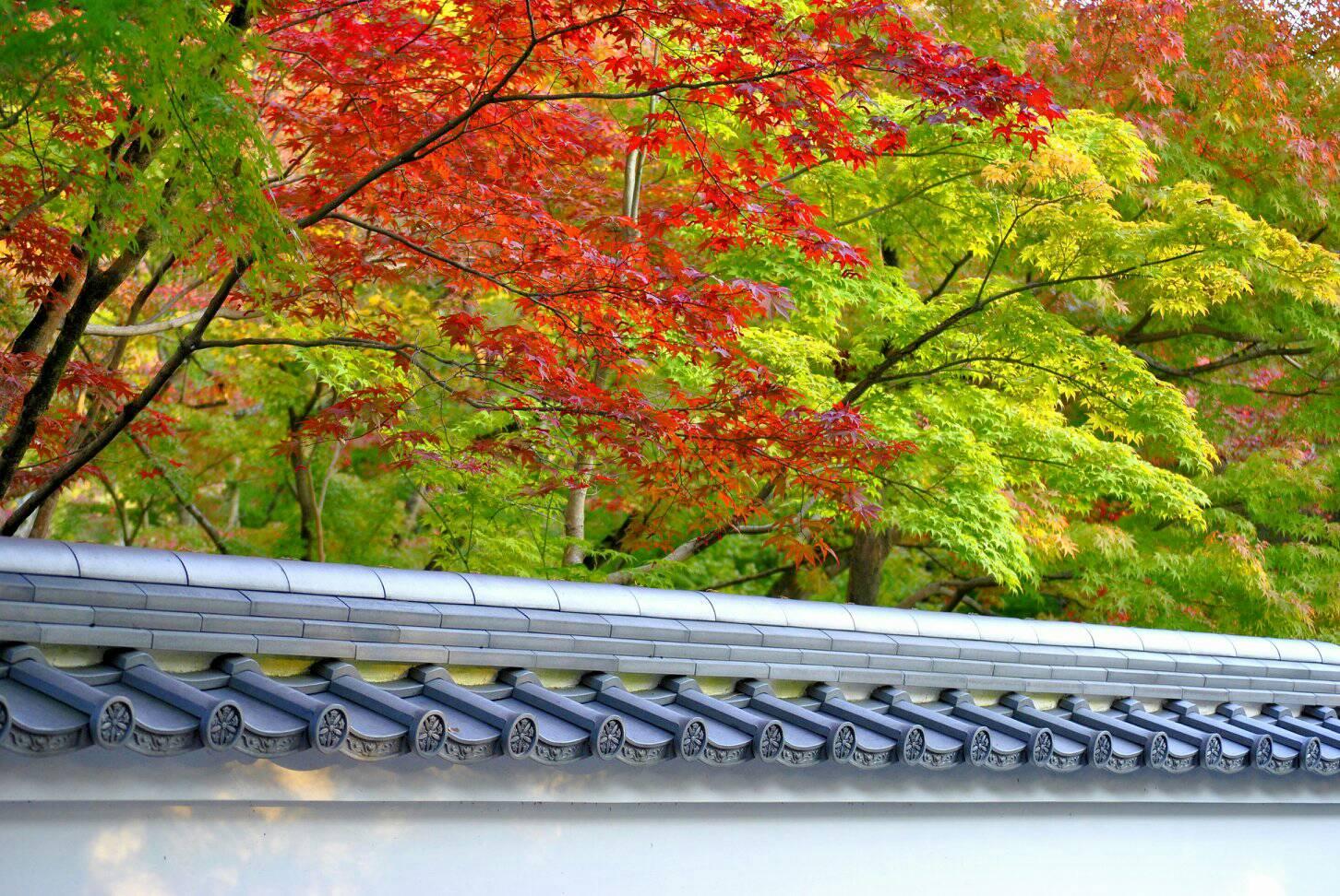 京都の綺麗な紅葉の写真