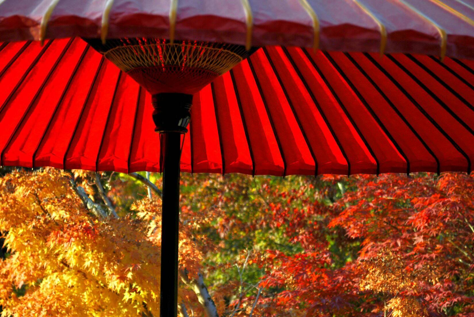 永観堂の紅葉の写真