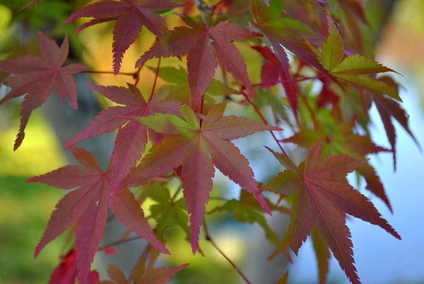 永観堂と南禅寺の紅葉の写真