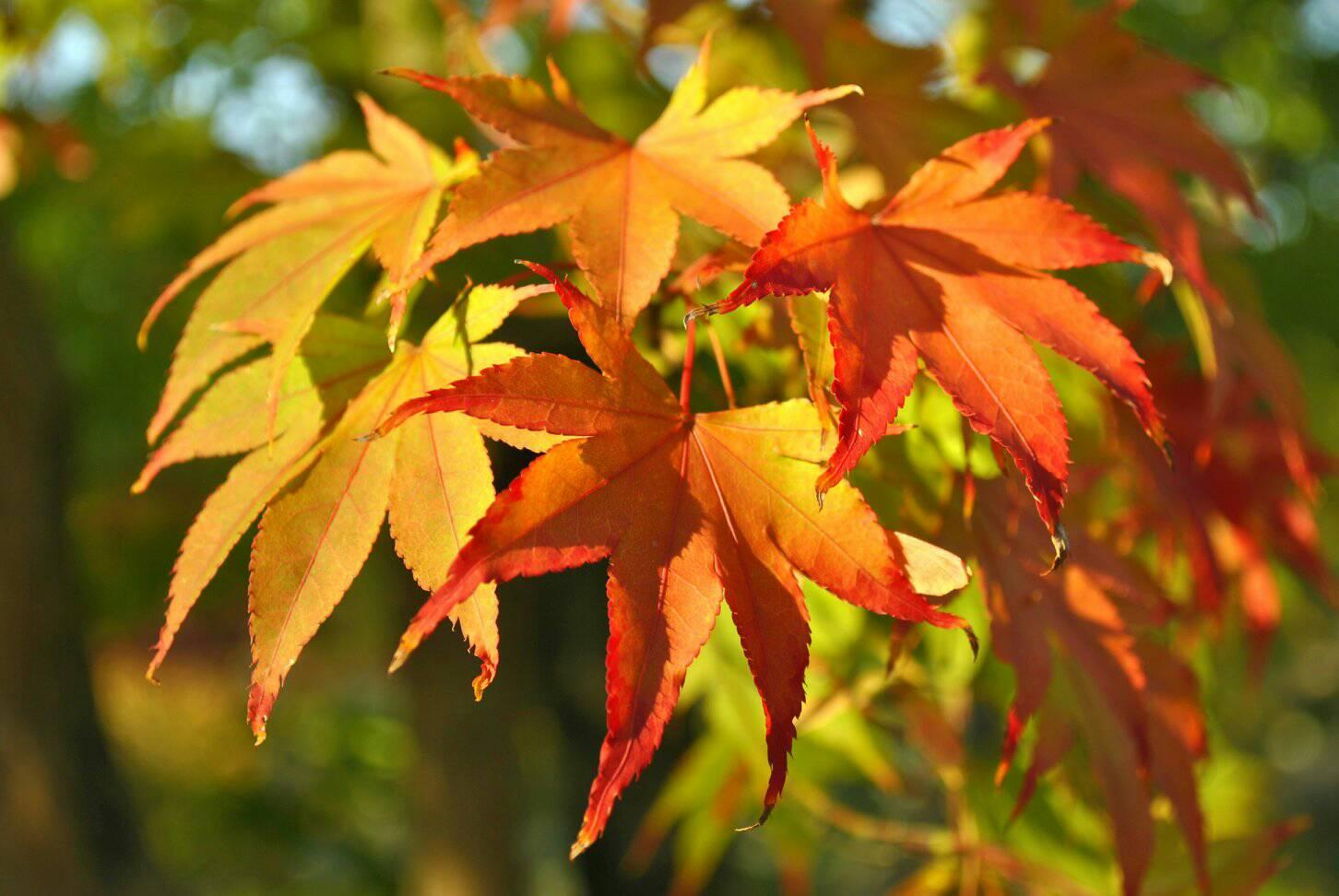 永観堂と南禅寺の紅葉の写真