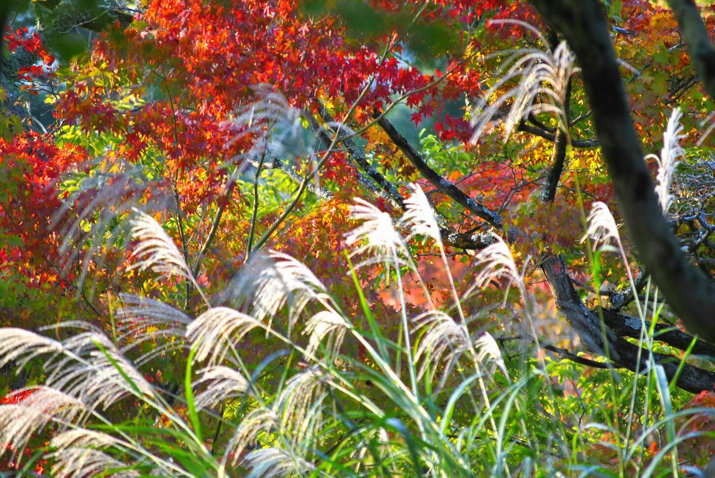 ススキと紅葉のコラボ写真
