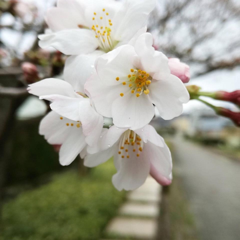 高野口のさくら