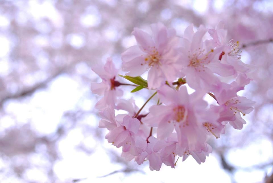 大阪城の桜の写真、とても綺麗です
