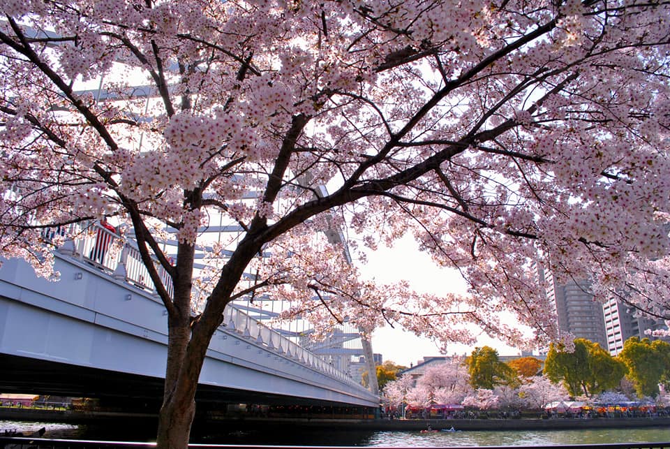 2018桜の写真、大阪市