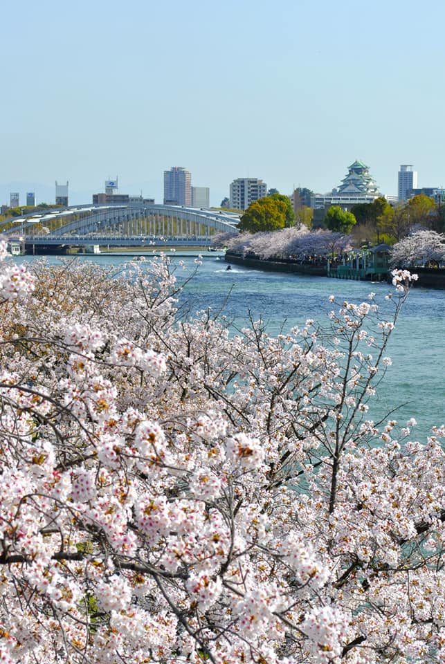 源八端から見る大阪城と桜 都島区