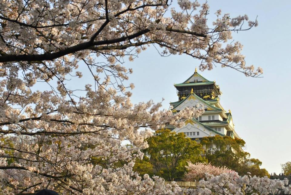 桜と大阪城の天守閣の写真です