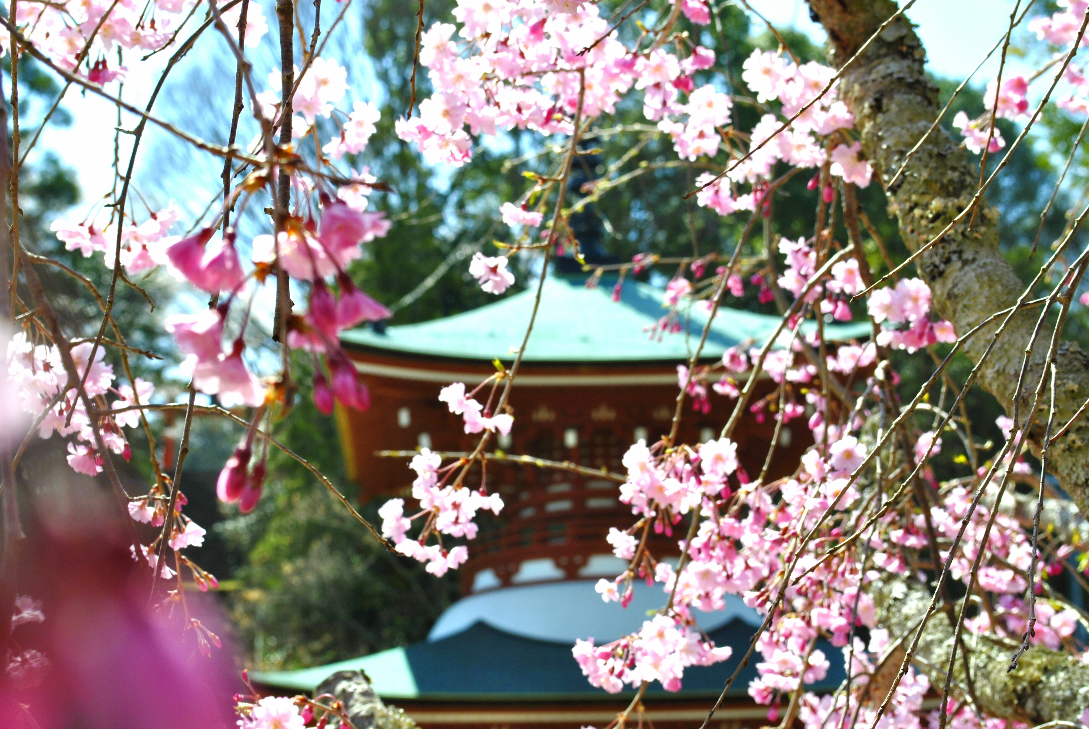 慈尊院の桜の写真