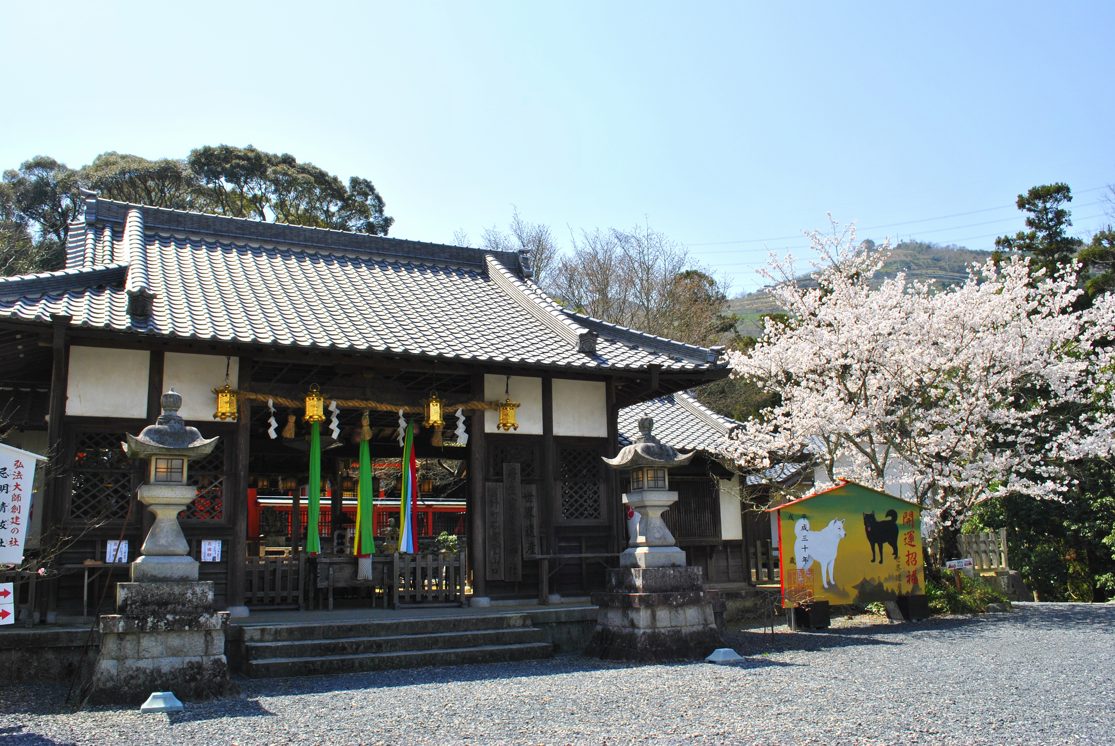 丹生官省符神社の桜の写真