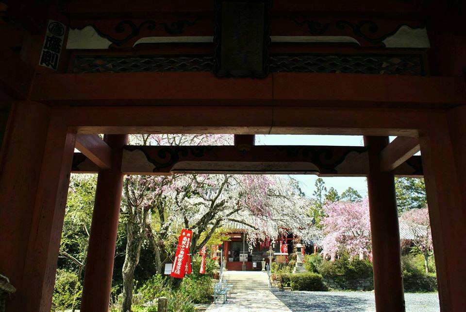 勝利寺の桜 九度山町