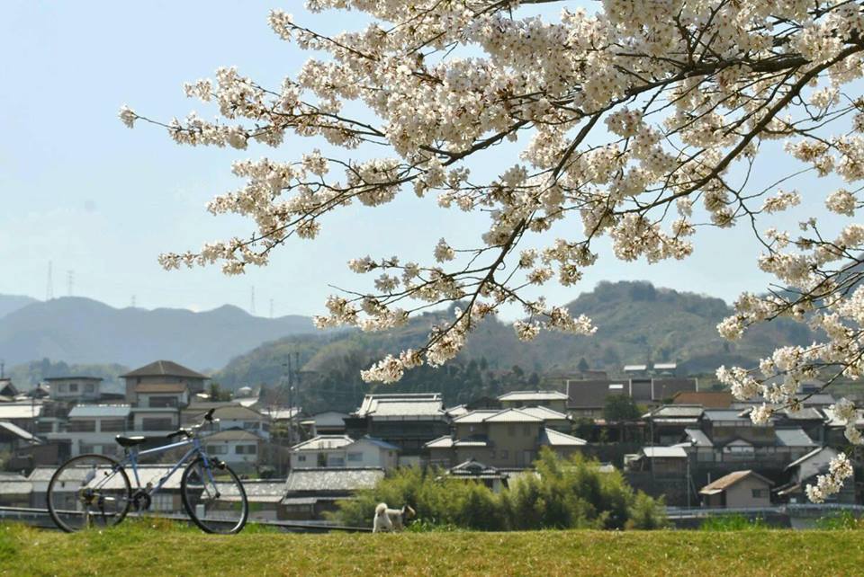 自転車と犬と桜の写真