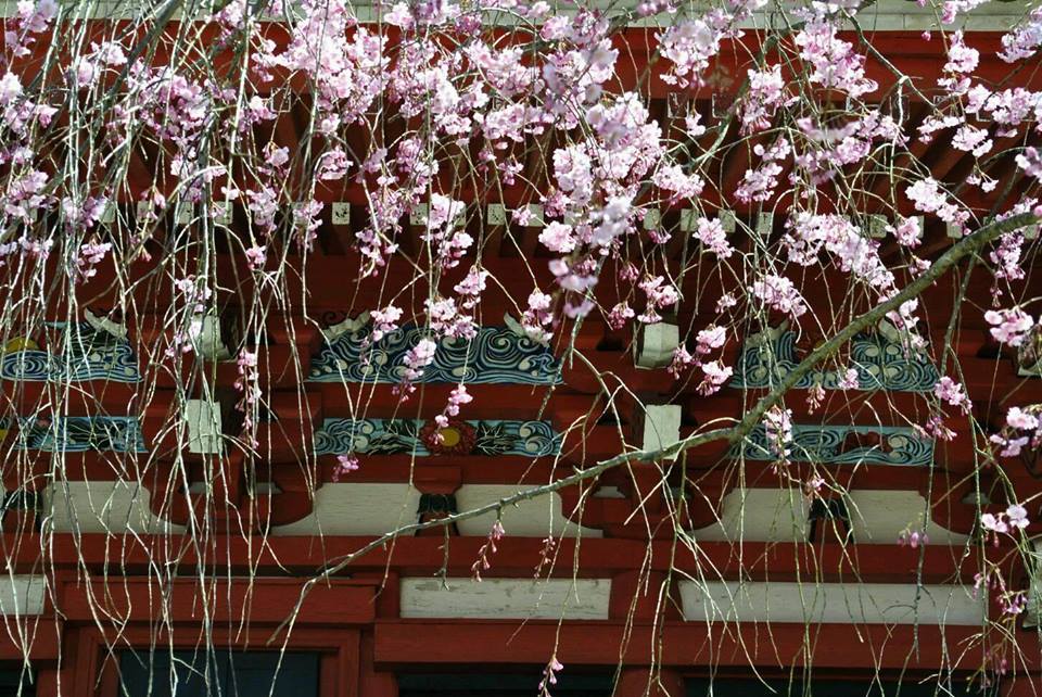勝利寺の桜の写真