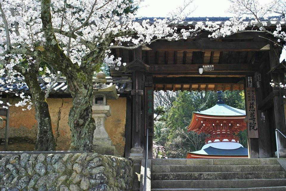 九度山町の世界遺産、慈尊院の桜の写真