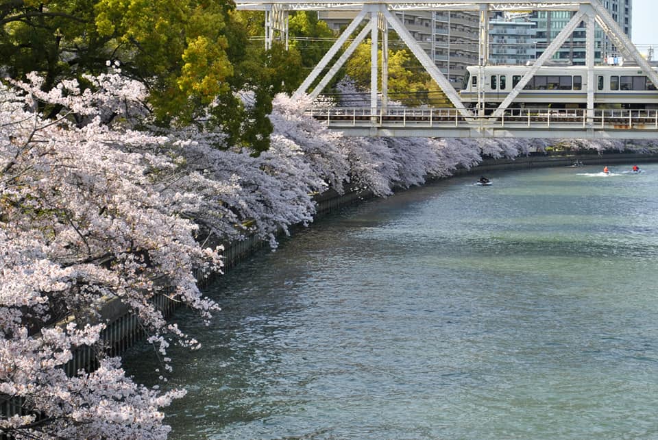 源八橋からみる桜と電車の写真