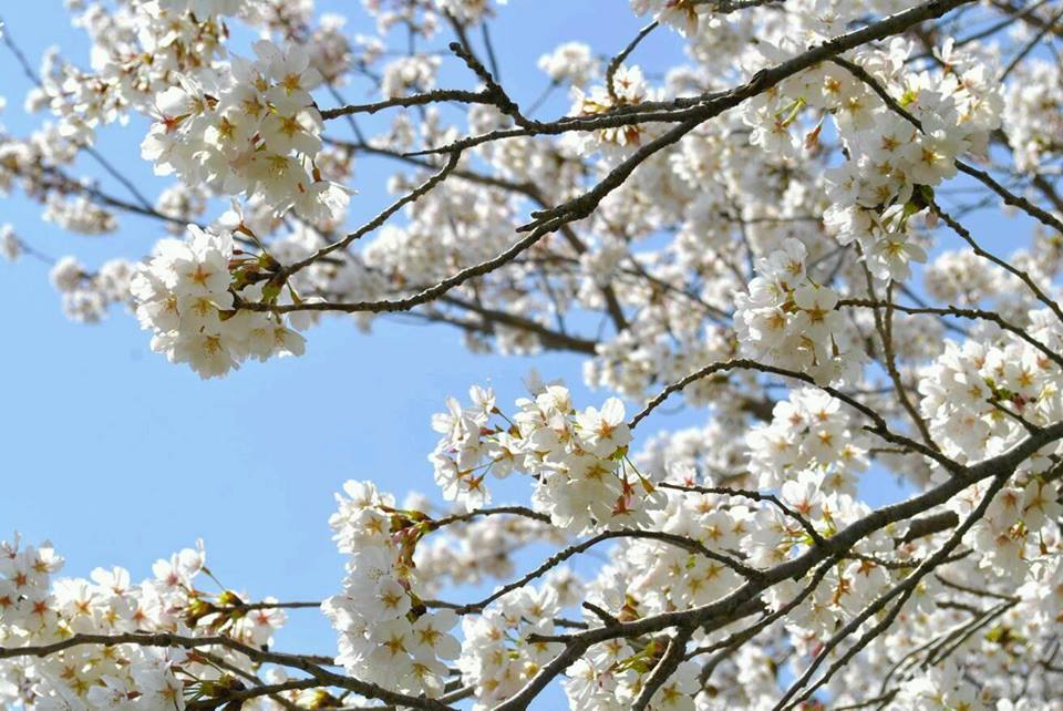 丹生官省符神社の桜の写真