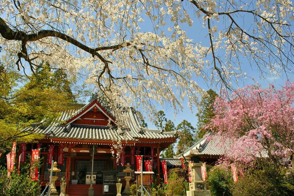 勝利寺の桜のさくらの写真