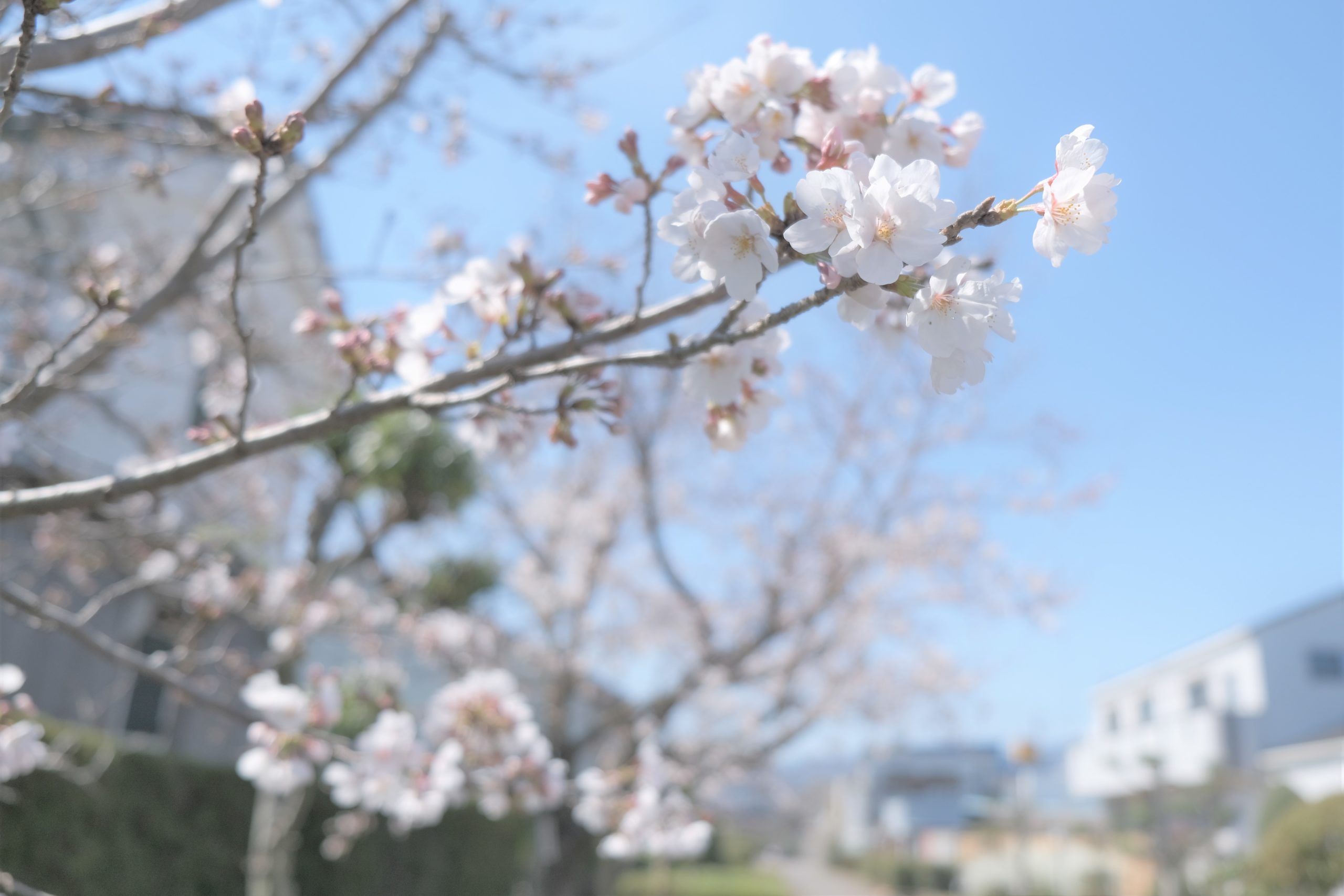 桜　さくら
