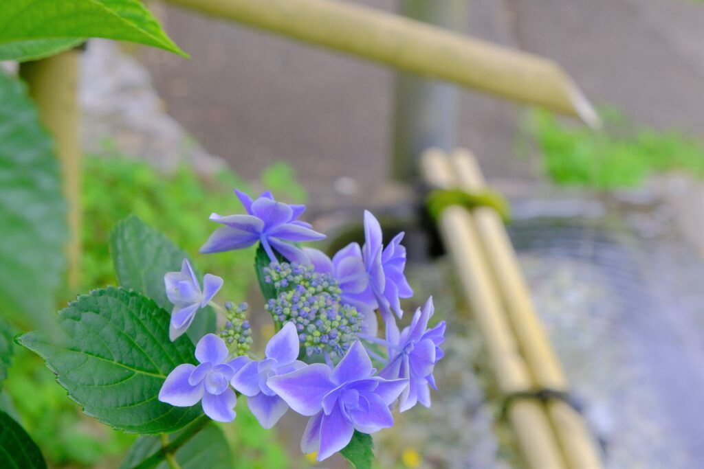 丹生酒殿神社、鎌八幡宮（かつらぎ町）の紫陽花の写真