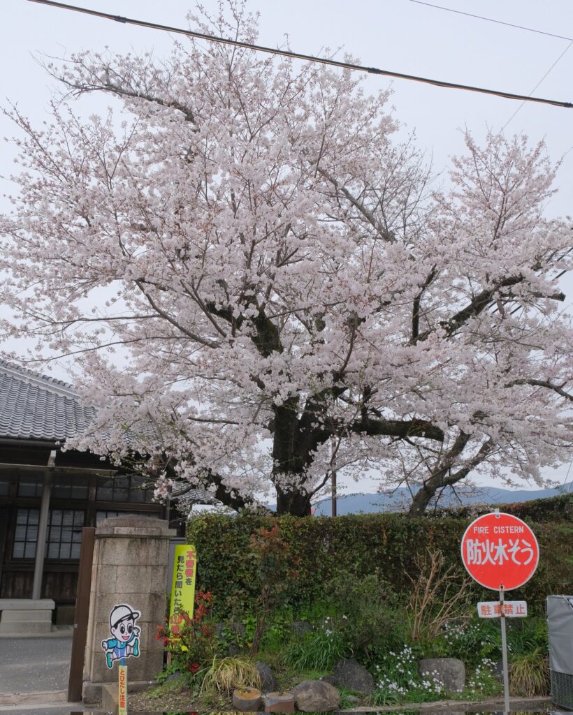 高田口小学校　桜の木　鍼灸治療所蓬庵　和歌山県橋本市の鍼灸院