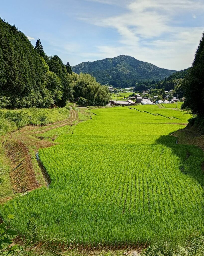 夏の天野の里　かつらぎ町