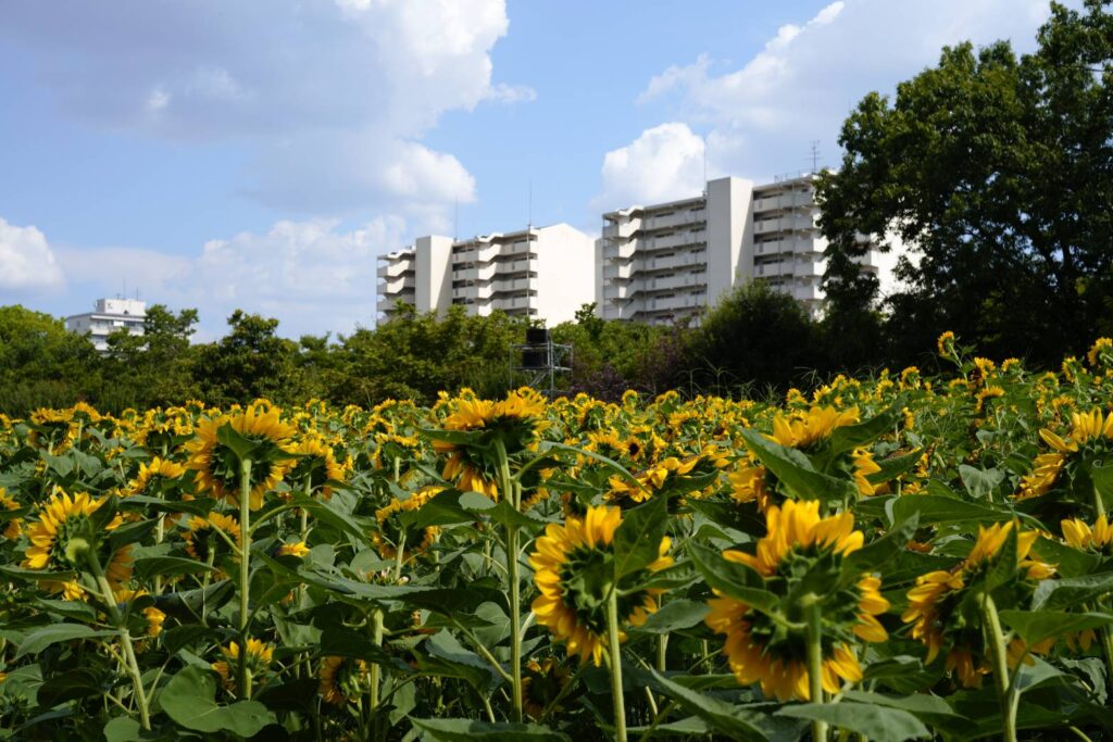 長居植物園のひまわりの写真　SIGMAfpで撮影