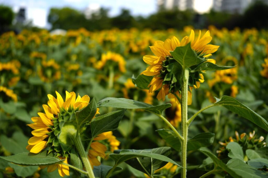 長居植物園のひまわりの写真　SIGMAfpで撮影